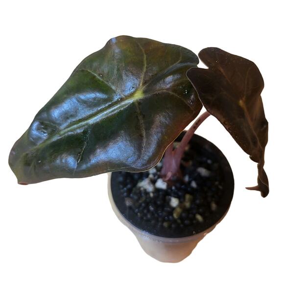 Nikkiwallflower Other - Alocasia Amazonica 'Polly' Elephant Ear Plant